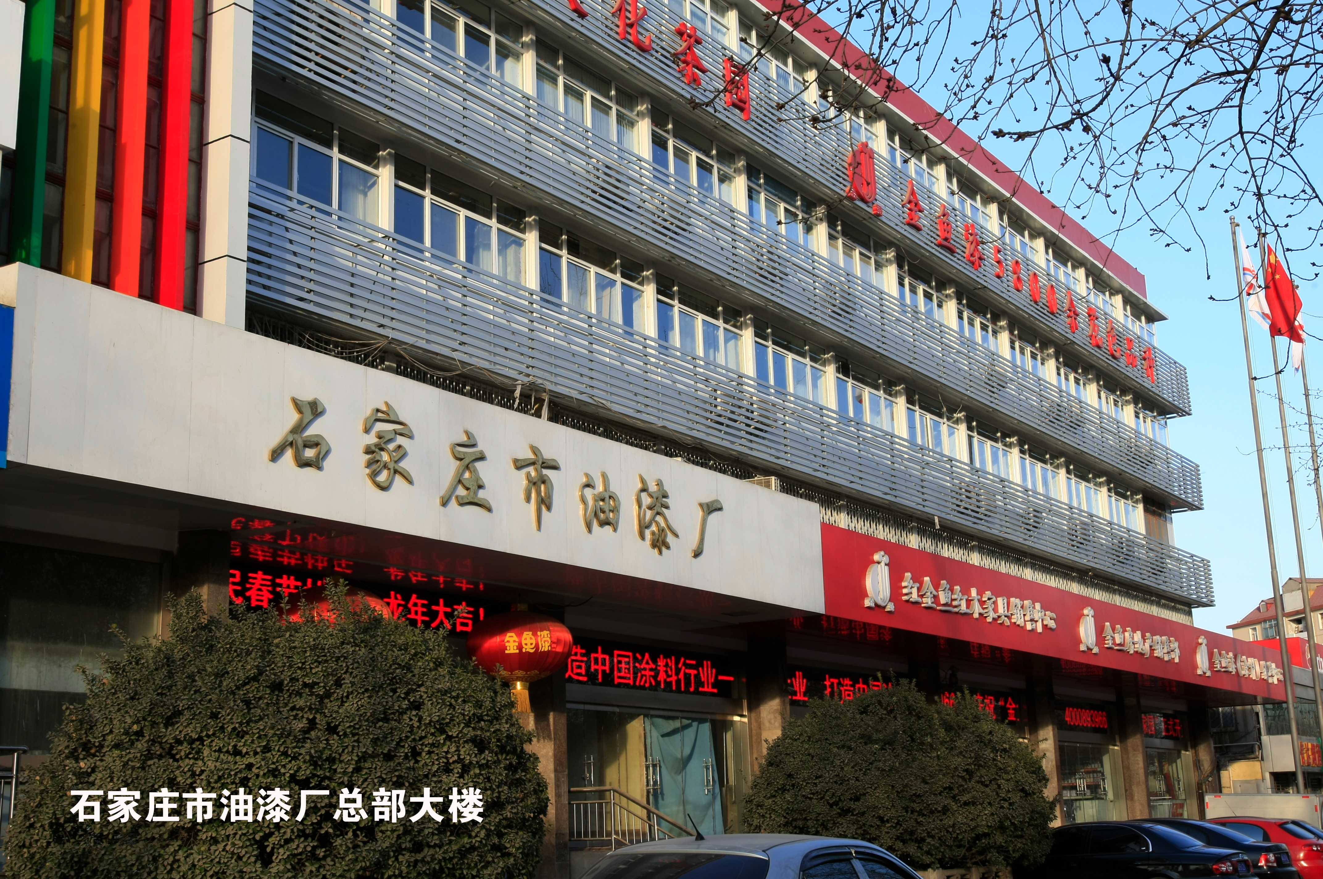 金魚(yú)簡(jiǎn)介(圖1)